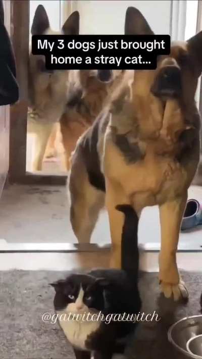 Dogs and their skill of befriending literally everything.