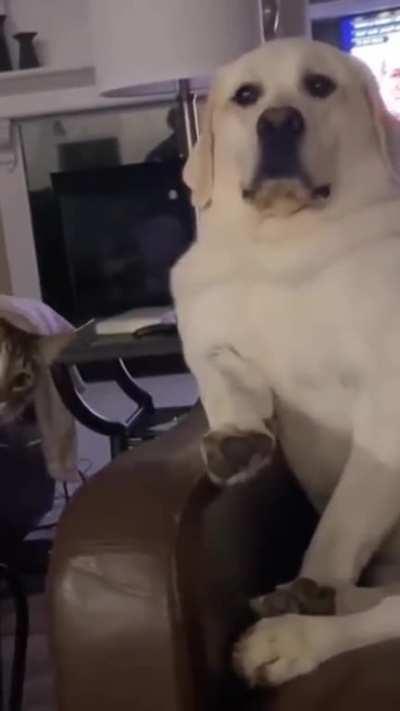 Kitty wants to play with its best friend. But her best friend is easily startled... 😂