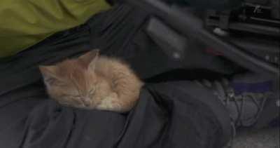 Kitten befriends cameraman
