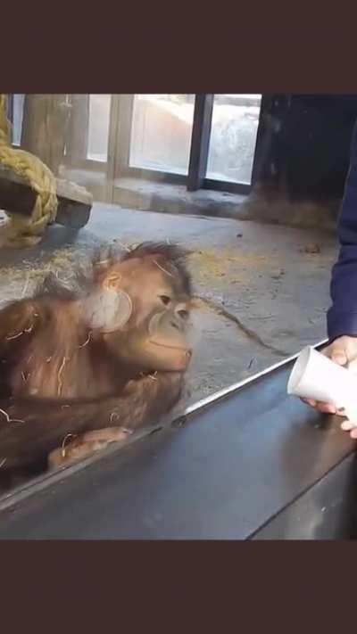 An orangutan's reaction to a magic trick.
