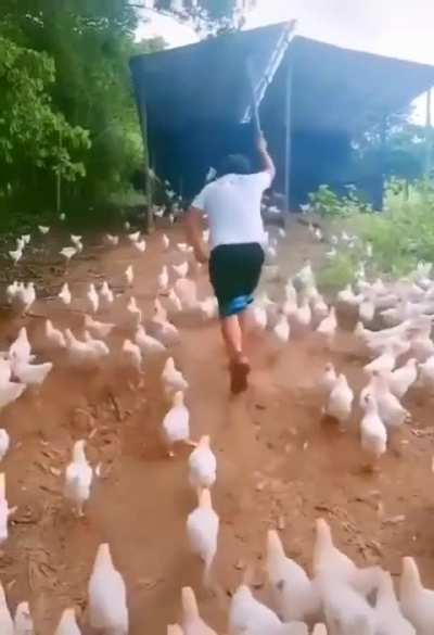 Tshirt guy leader of the legion of ducks