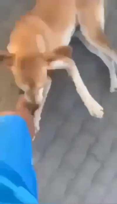 Que cachorro fofo :3