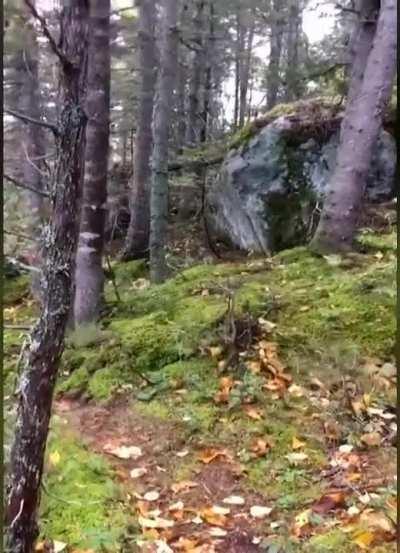 strong winds push and pull at the forest floor, making it look like it's 'breathing'.