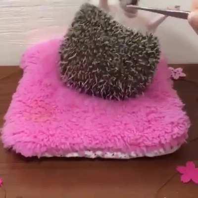 sick fuck kills innocent hedgehog when he just wants to eat so he won't starve