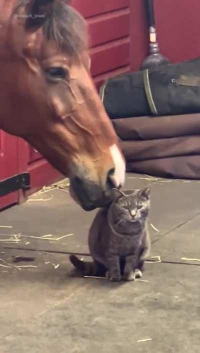 Horse nuzzles cat.