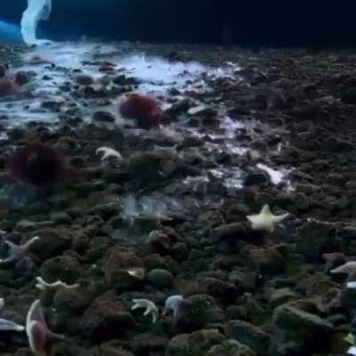 Finger of Death As seawater freezes in the polar oceans, salt brine concentrates are expelled from the sea ice, creating a downward flow of dense, extremely cold and saline water with a lower freezing point than the surrounding water.