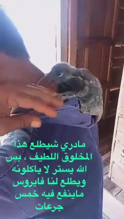 Got it in forward. No idea what this creature is?