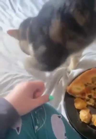 Cat is digging something 