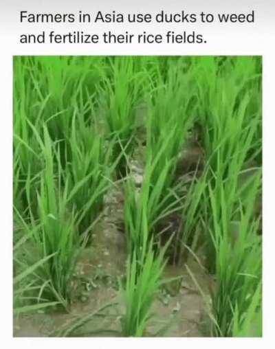 It's a win for natural sustainability