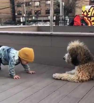 Meeting a dog for the first time in your life..