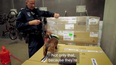 Small Area Urban Searching and Guided Evacuation Dogs