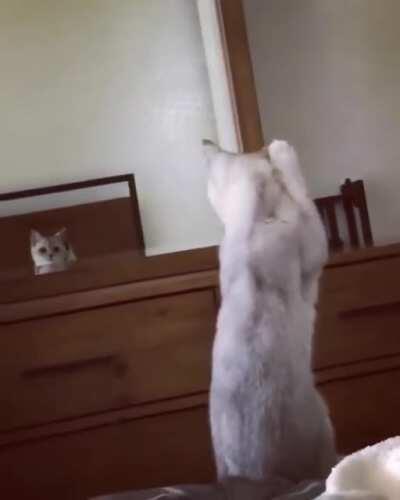 I want to see Jeannie and Henry's reaction to this cat who discovered it has ears......