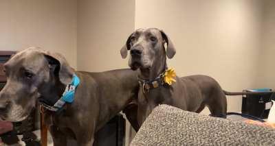 Nothing like a Great Dane tantrum