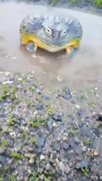 A very mad bullfrog. (X-post r/AnimalsBeingJerks)