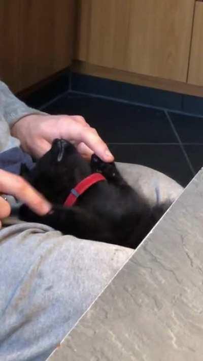 Our new kitten is adapting very well