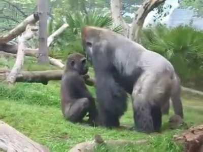 Monke regrets throwing sand at big monke