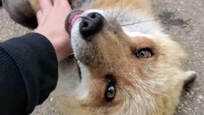 These foxes are adorable, even if they laugh like killer clowns.