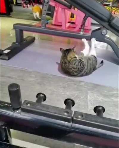 [150/75] Abs Champ (Lil Nas X, gym cat)