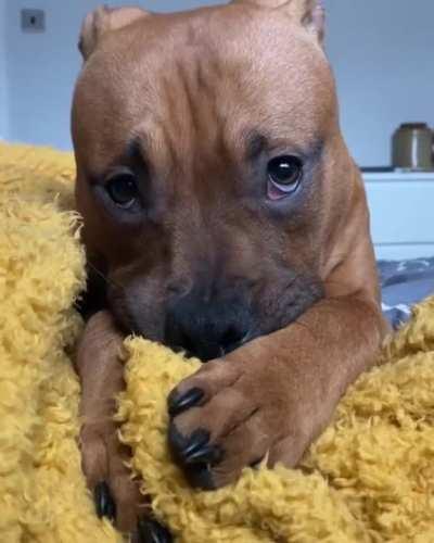 Would you be able to resist this face?