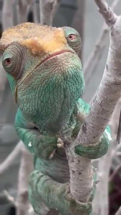 🔥 Chameleon, up close