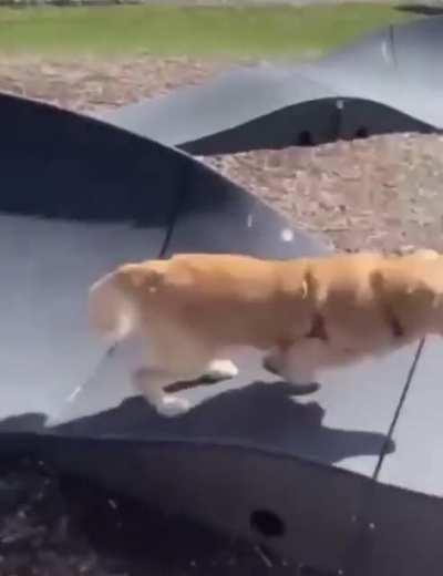 Good boy doesn’t need wheels to have fun