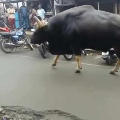 An Indian Gaur casually roaming in a rural village area in India 🔥🔥