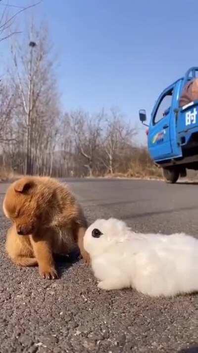 Sleepy puppy and rabbit