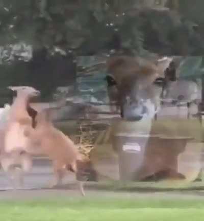 Deer anime opening (leaked footage)