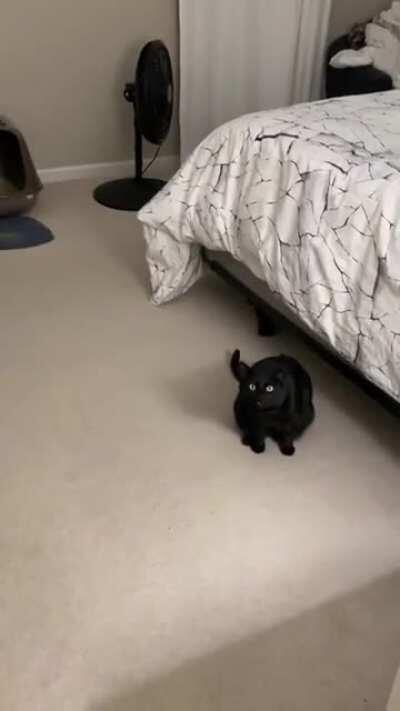 My cat Willa meows like a laser (pew pew)