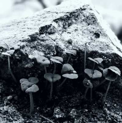 Blackened death/doom WIP. I really need to arrange it better. No vox yet.