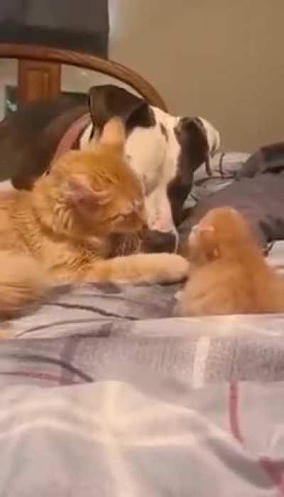 Cat introduce her kitten to a Dog Friend.