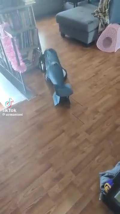 The roomba. Wipes out stains as well as entire cities.