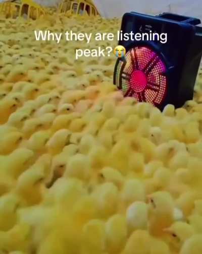 Chicks listens peak music caught on camera!! 