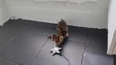 kitten too smol to cat