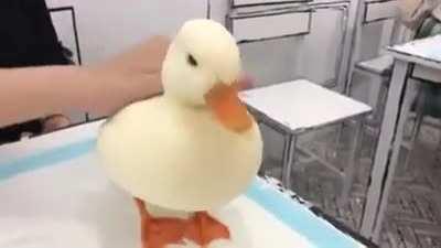 Footage of last inspection procedure before releasing drone