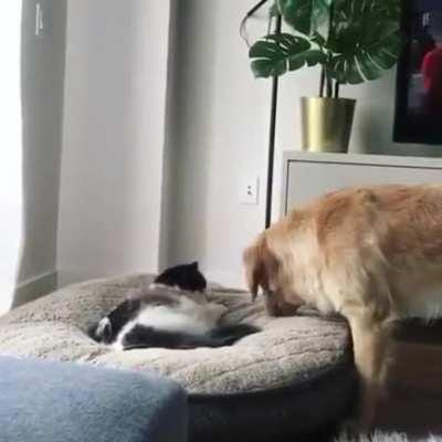 It was either this or the sink