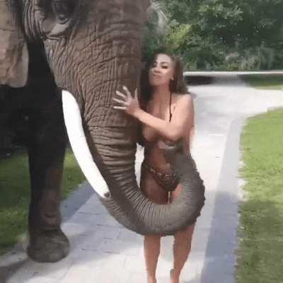 A frisky elephant can't keep his trunk to himself