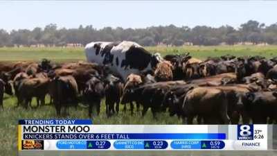 Absolute unit of a cow stands over 6ft tall