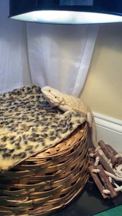 Explain to me why she (I hope) is doing this????? More in comments