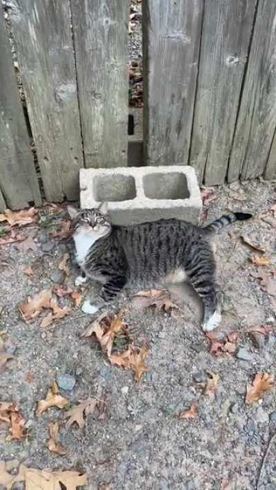 Chonky boi Leo scratching on a brick