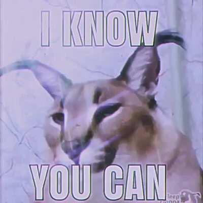 The existence of this bread of cat makes me happy