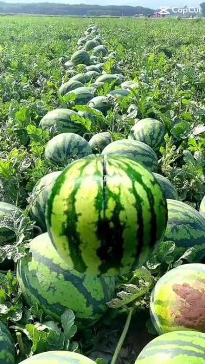 this is a masterpiece