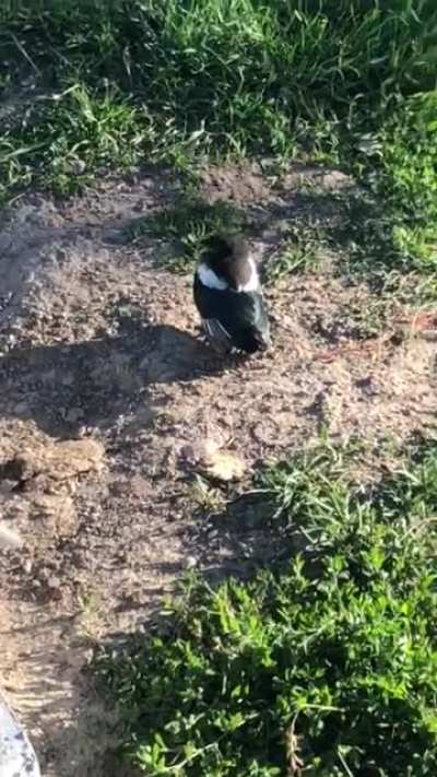 Also don't stomp Jimmy.