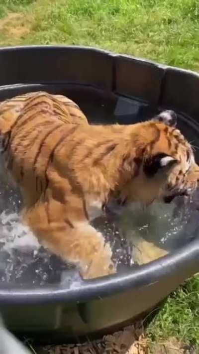 Rescued tiger Marcus gets private pool