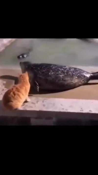 Cat really said 'man just stfu'