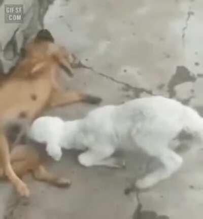 Mugged, resisted, knocked out! Thug life