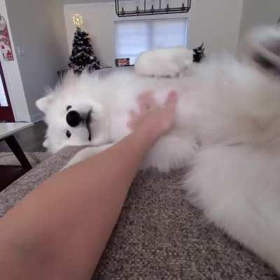 Miku wishes the belly rubs would never stop