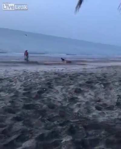 WCGW Guy tries to kick dog and receives a wet dose of furry justice