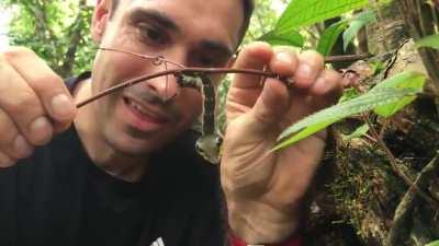 A caterpillar that takes the form of a snake when it feels threatened