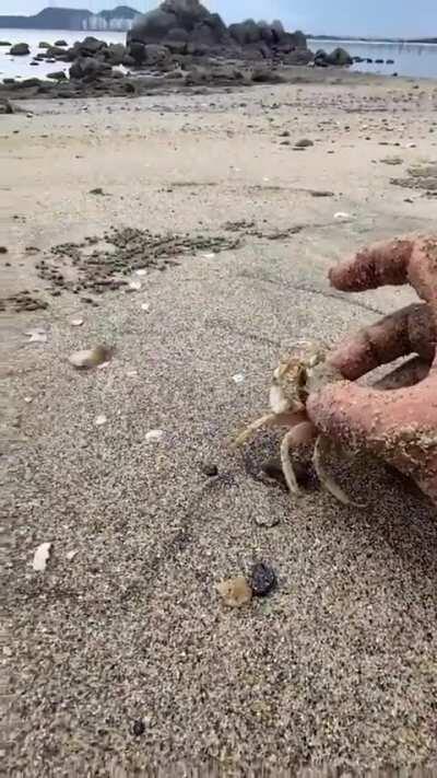 Crab be nimble, crab be quick. Crab has scarpered fast as frick.